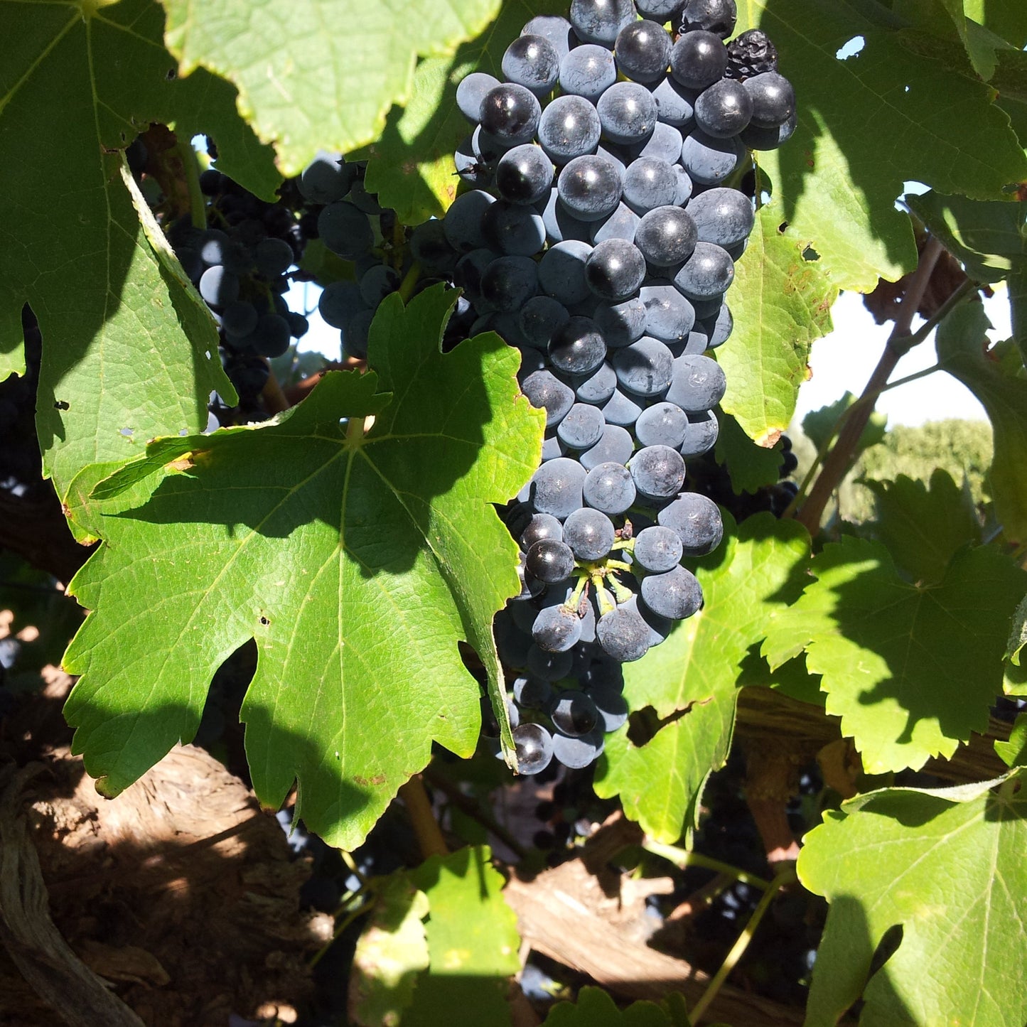 Old Vine Cabernet Sauvignon