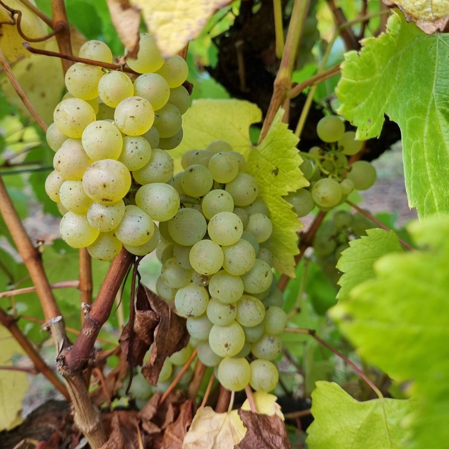 Chardonnay