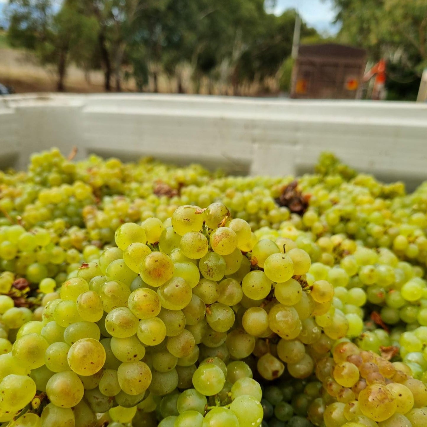 Chardonnay