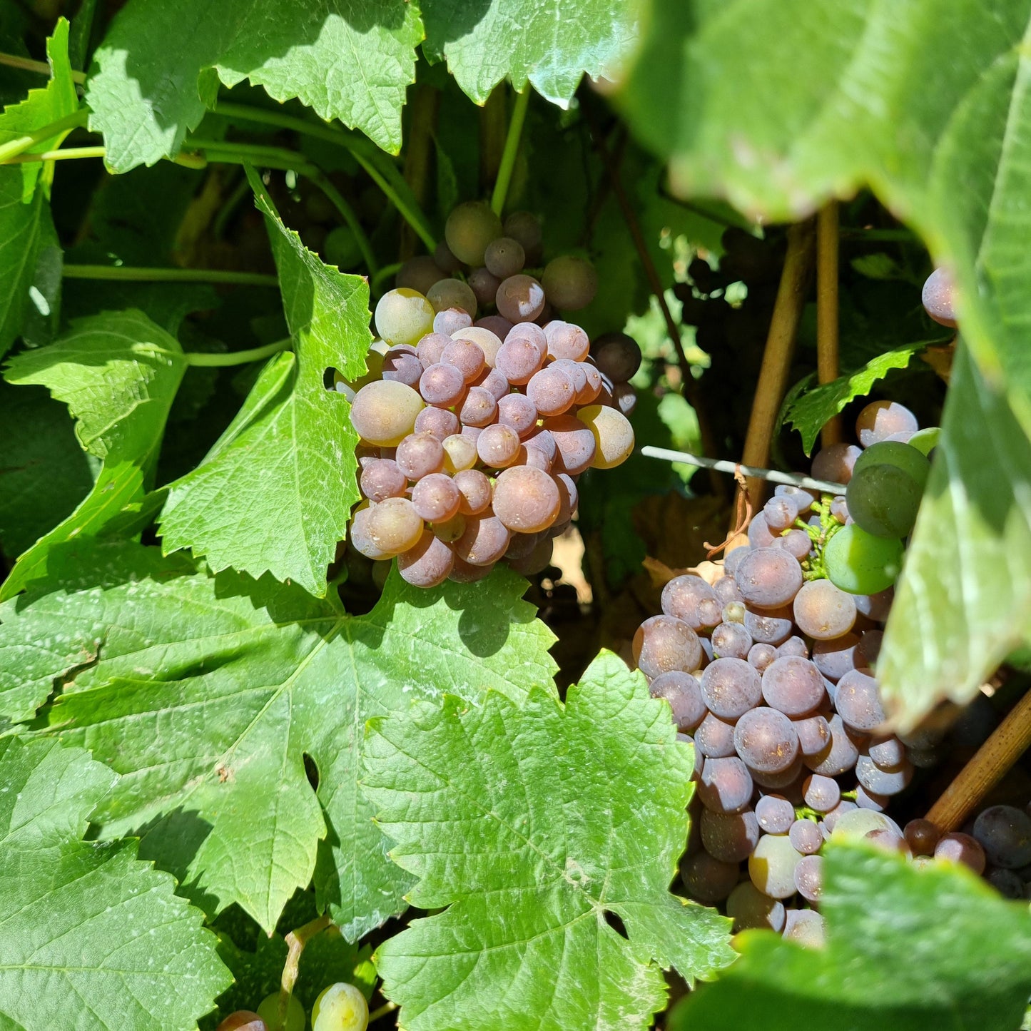 Pinot Gris