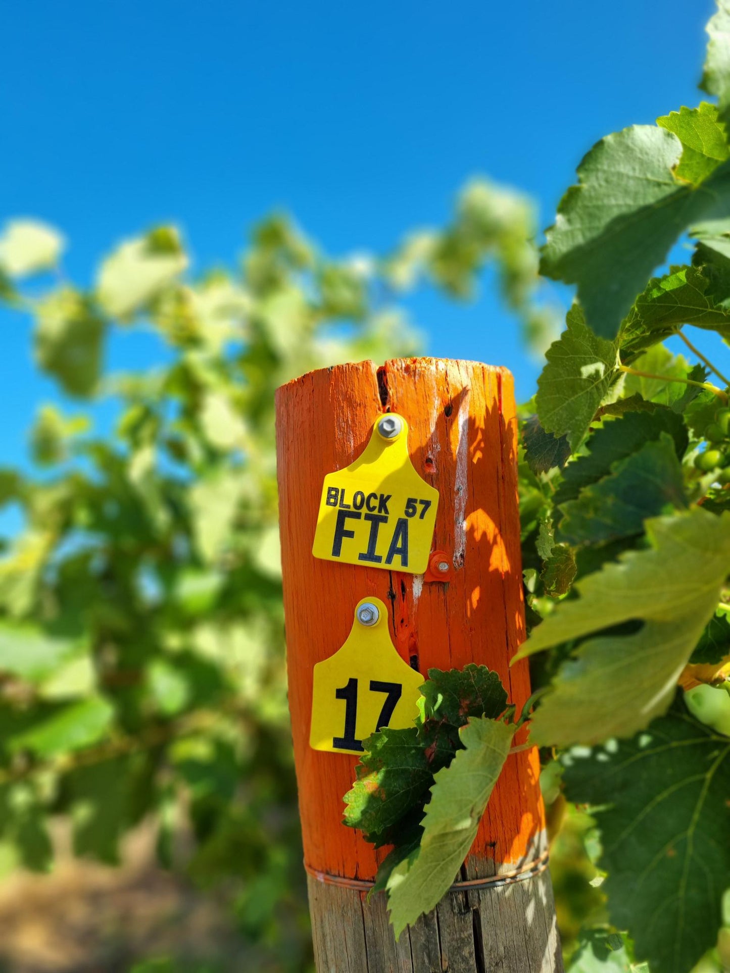 Fiano