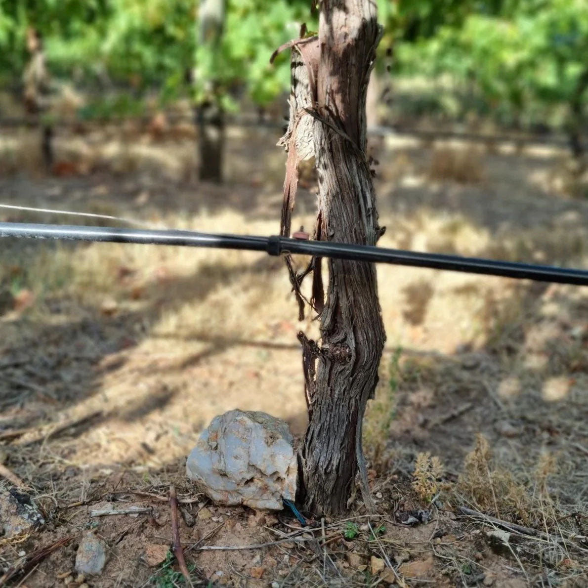 Fiano