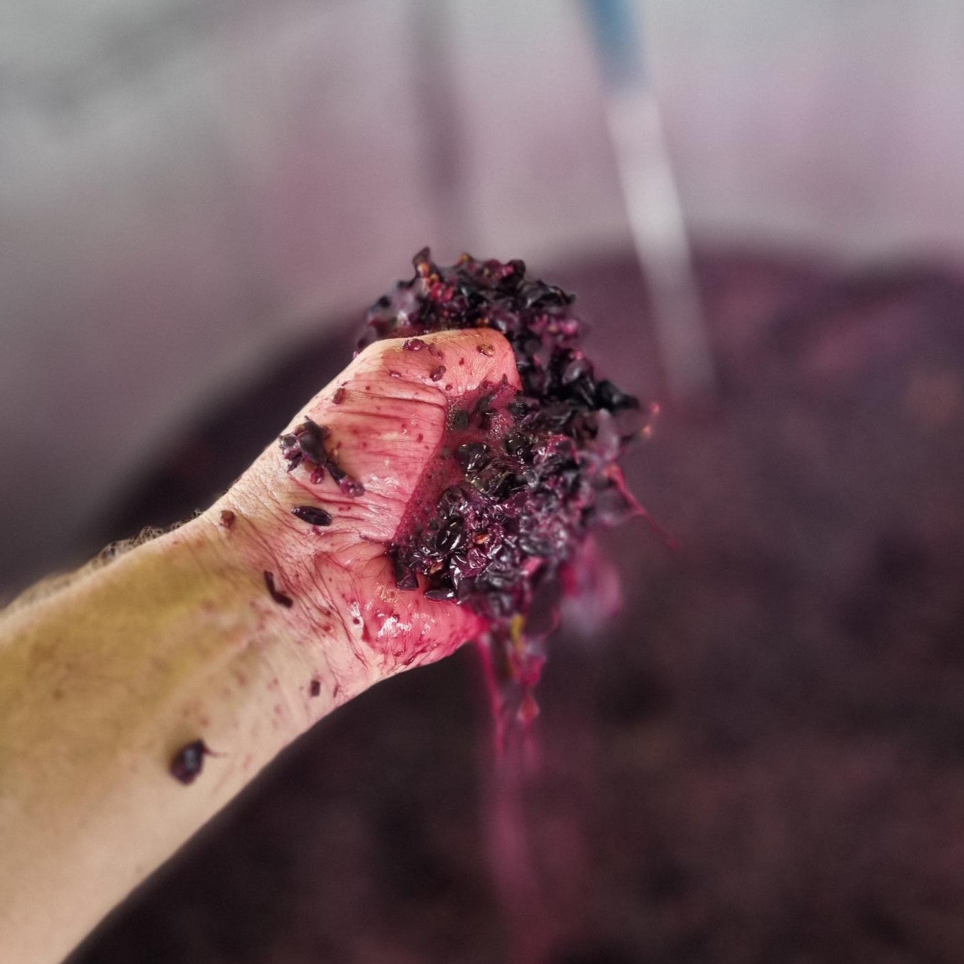 Old Vine Grenache