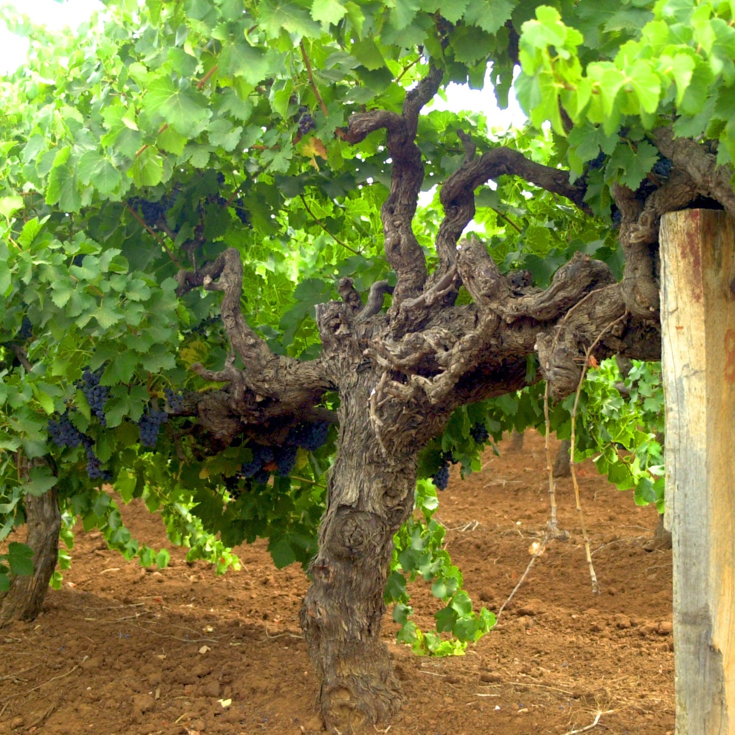 Terreno Old Vine Grenache