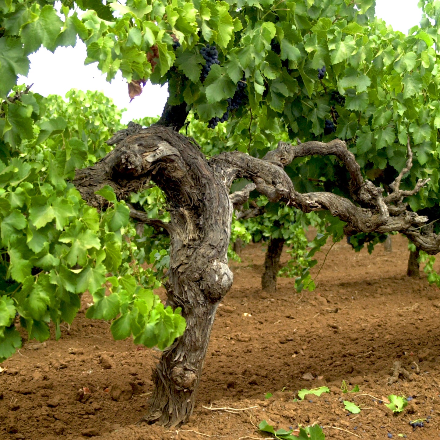 Old Vine Grenache - New Vintage Release