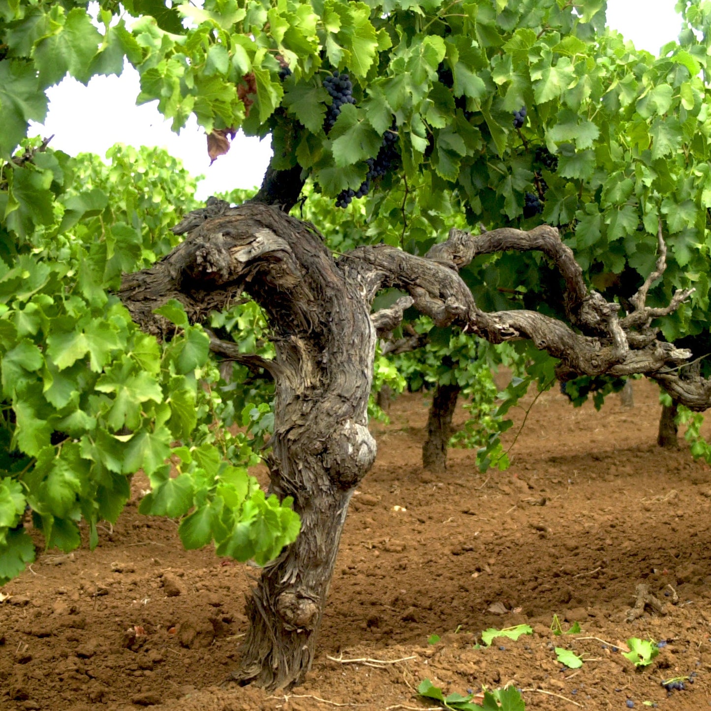 Terreno Old Vine Grenache
