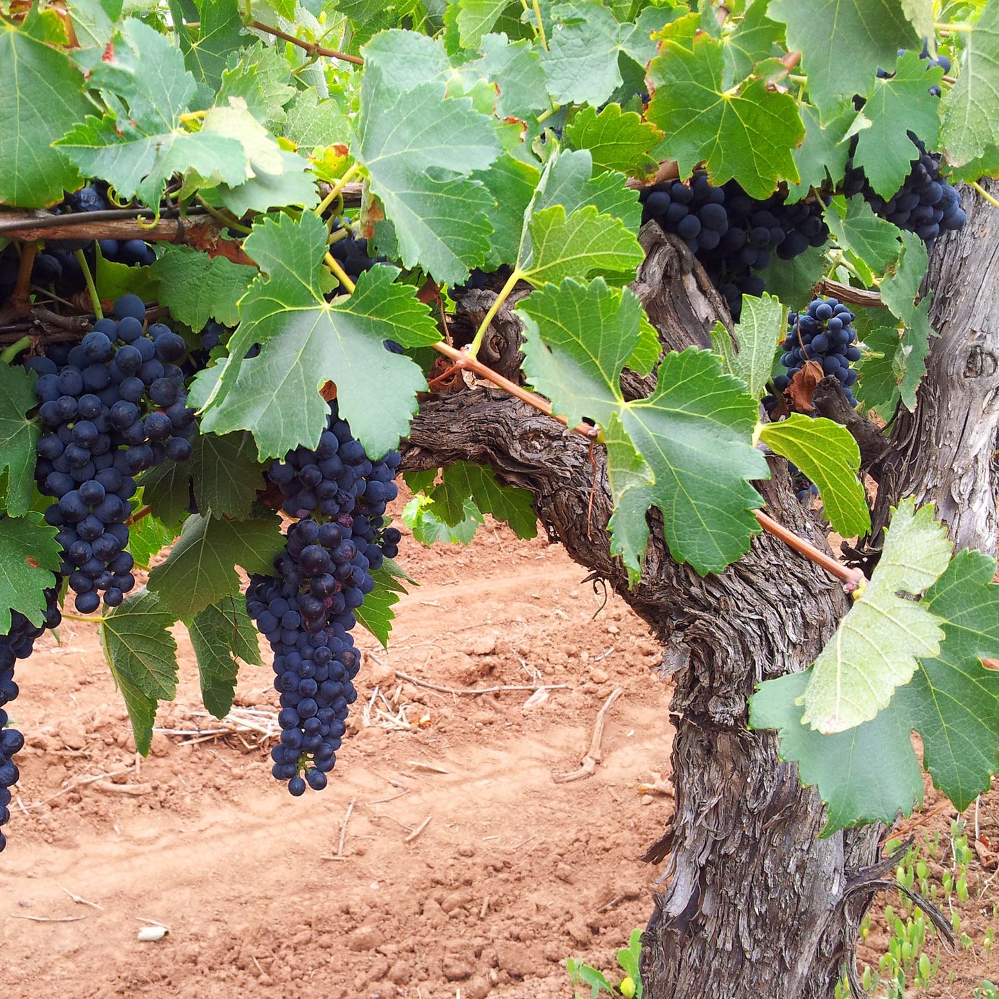 Power of One Old Vine Shiraz
