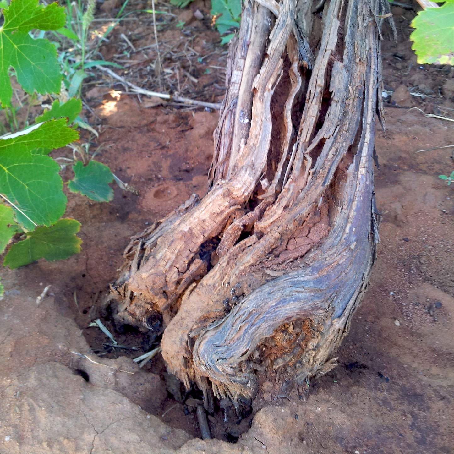 Power of One Old Vine Shiraz