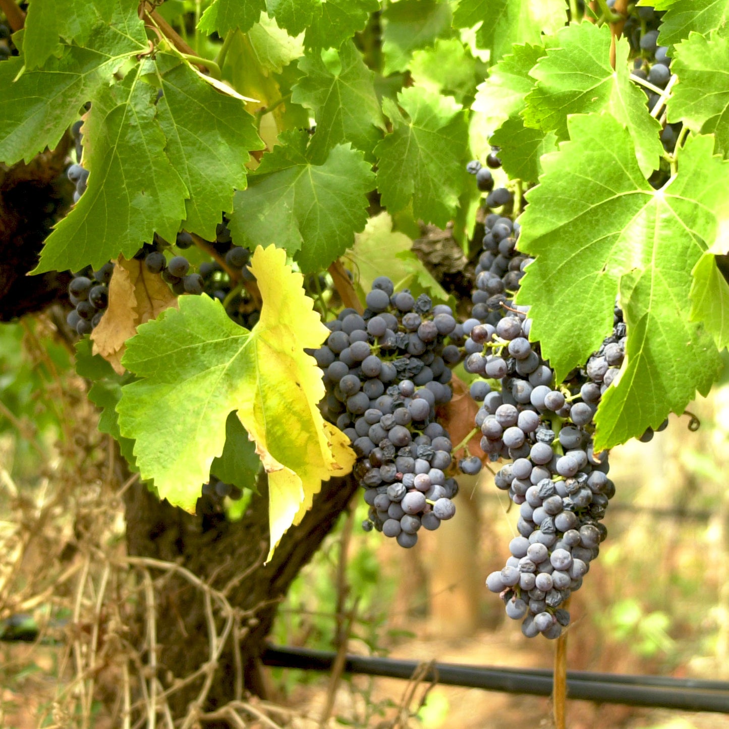 Old Vine Shiraz