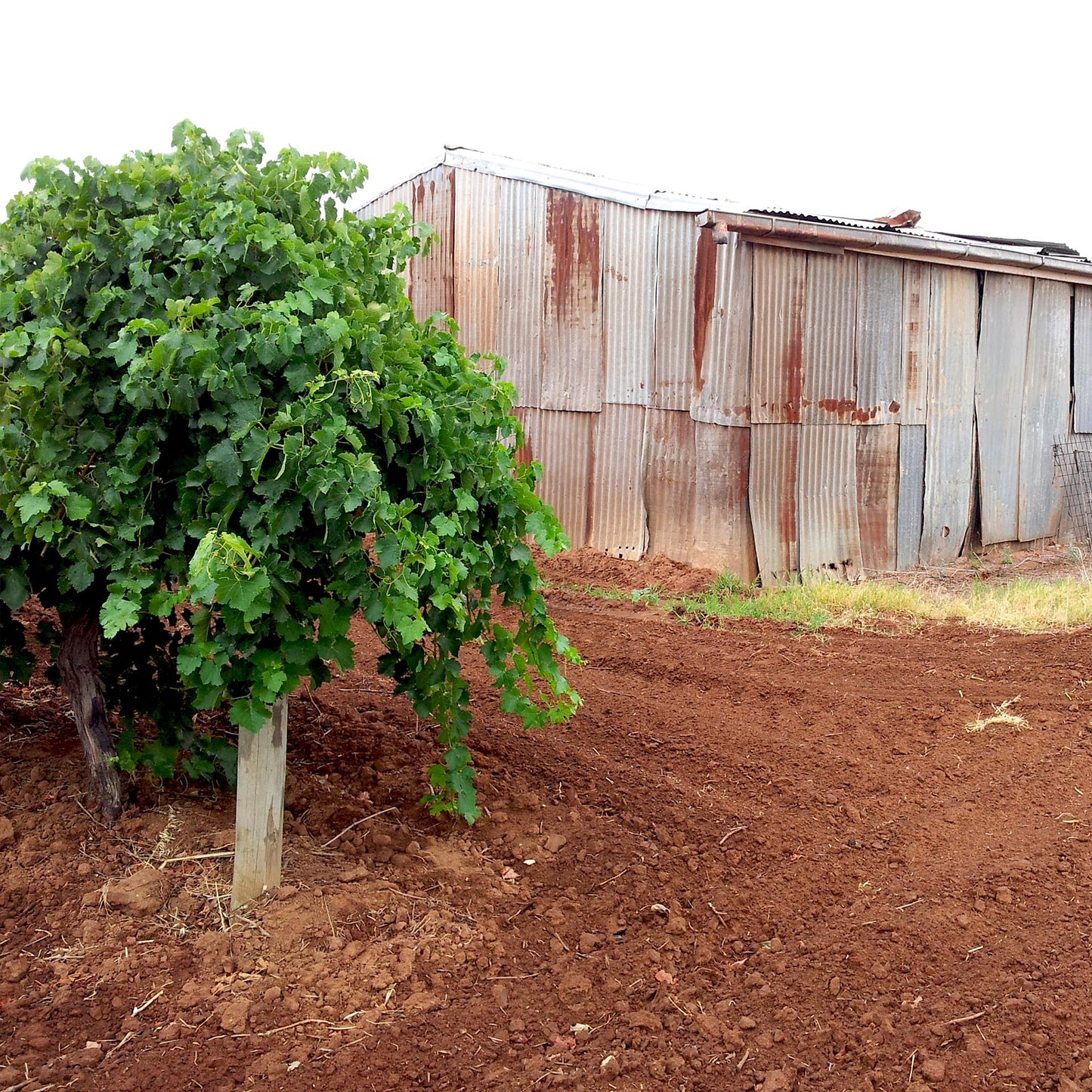 Old Vine Shiraz