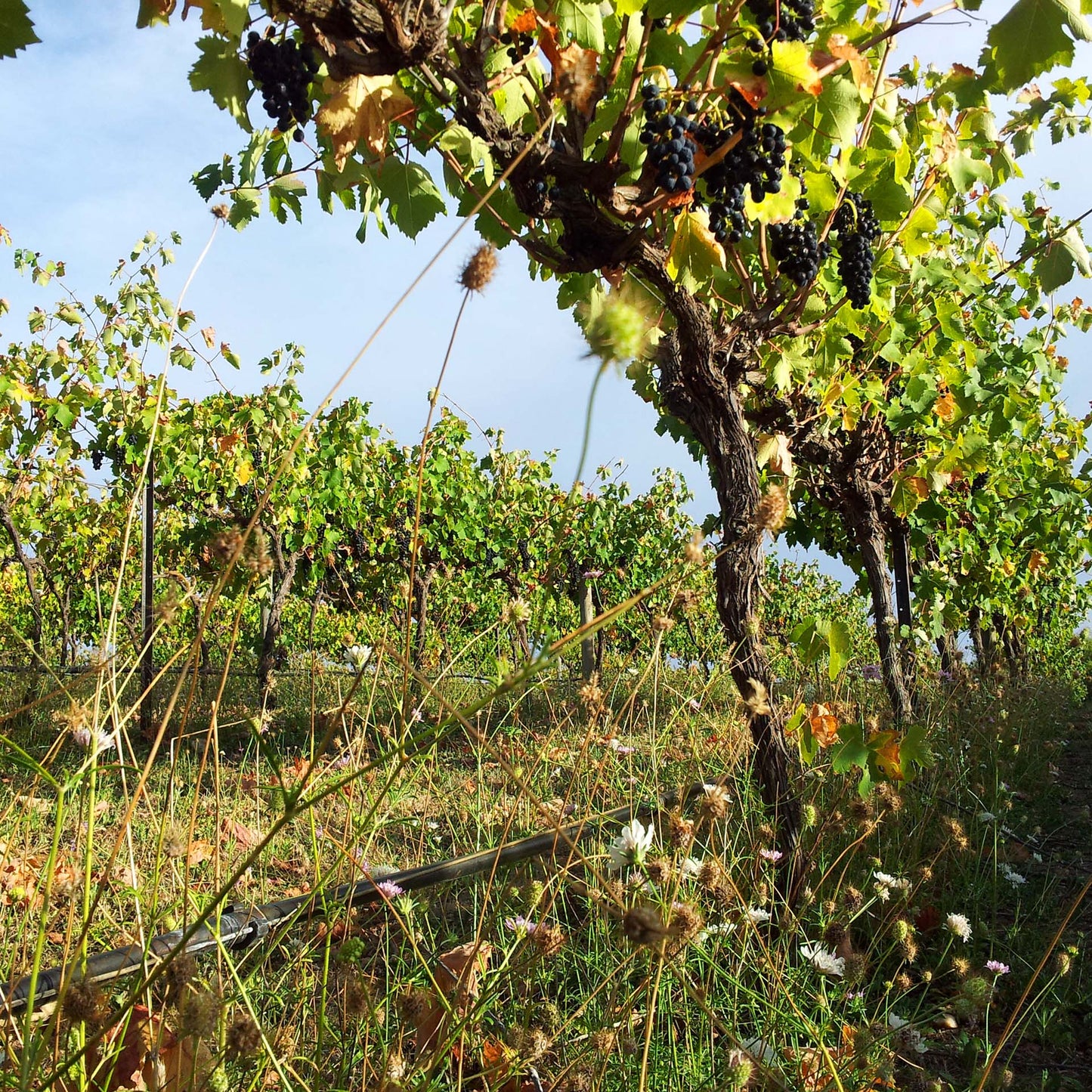 Red Wines Discovery Pack