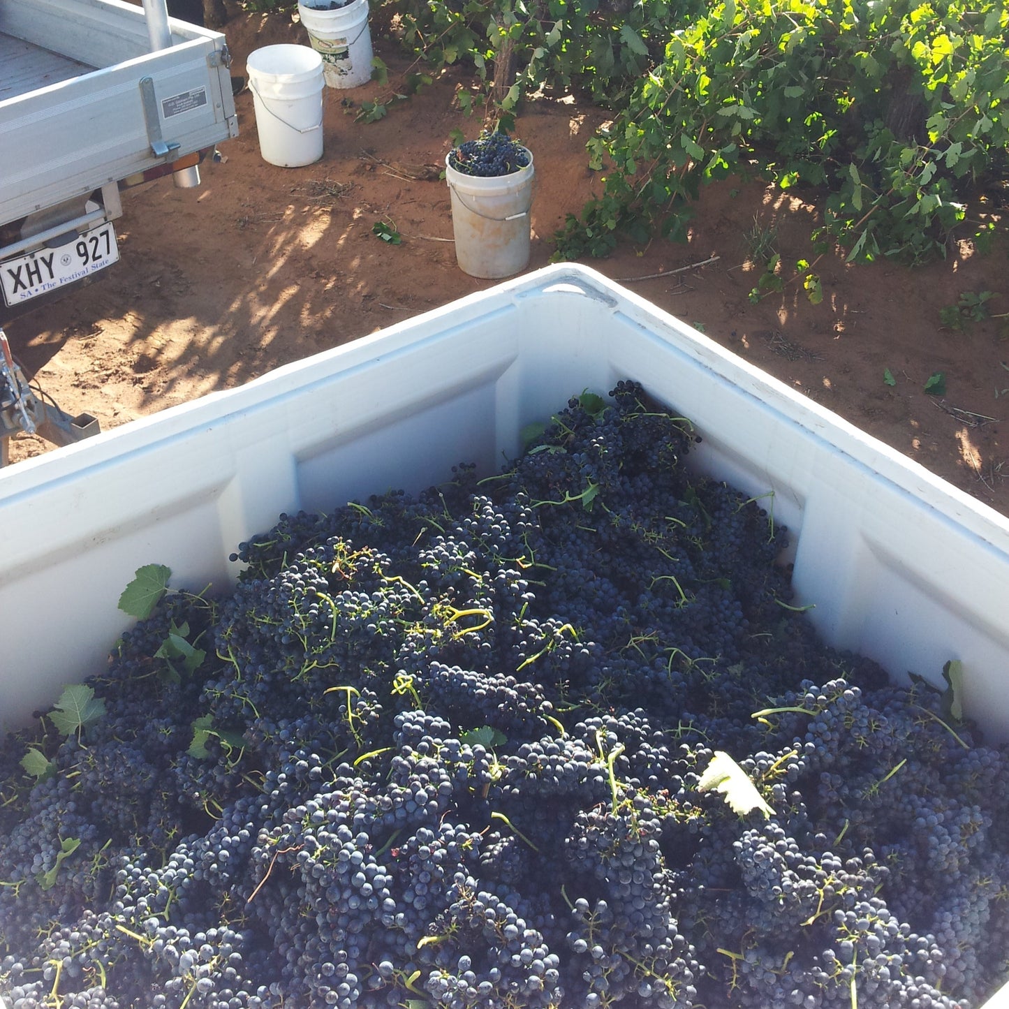 Museum Cellar Release—2020 Old Vine Grenache