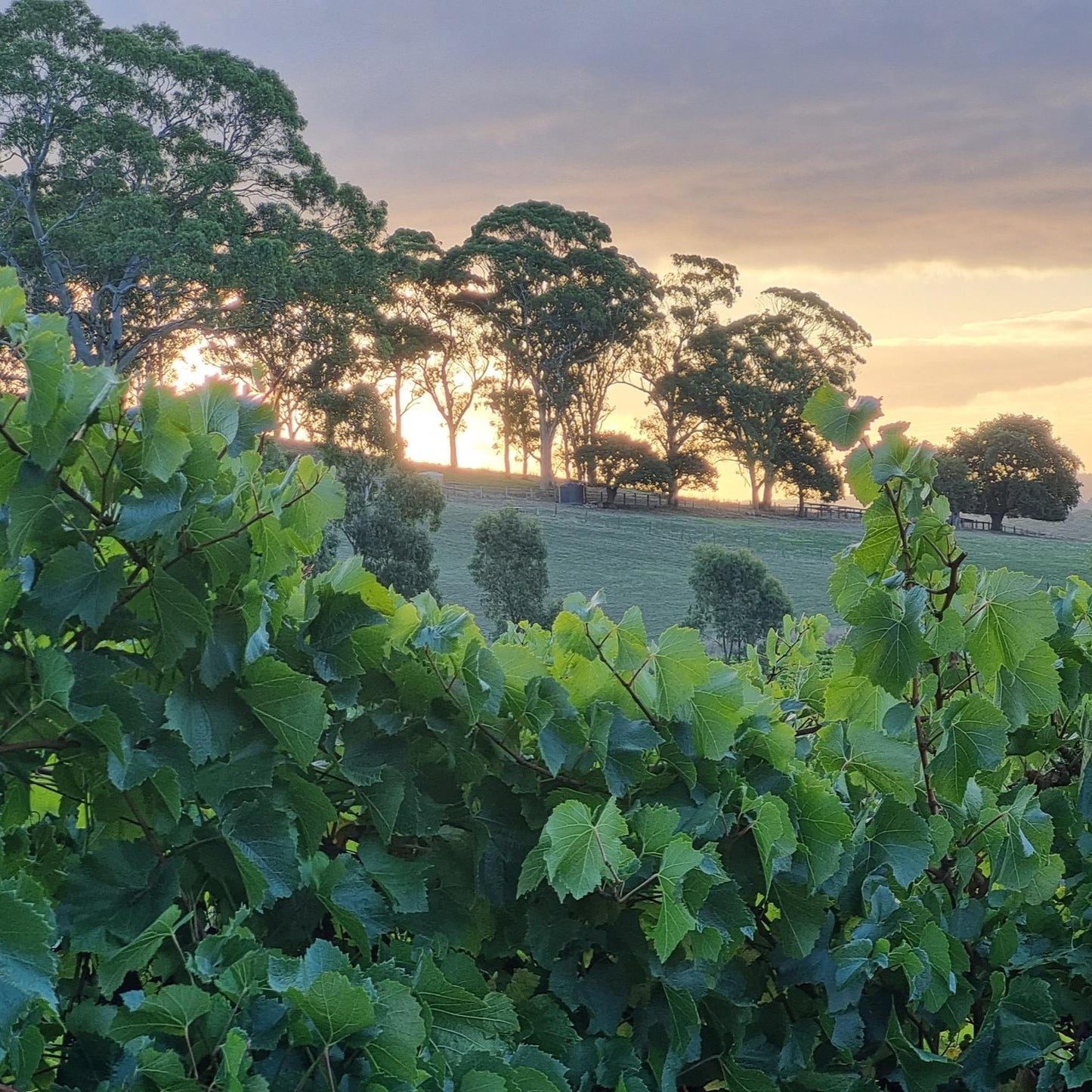 Chardonnay