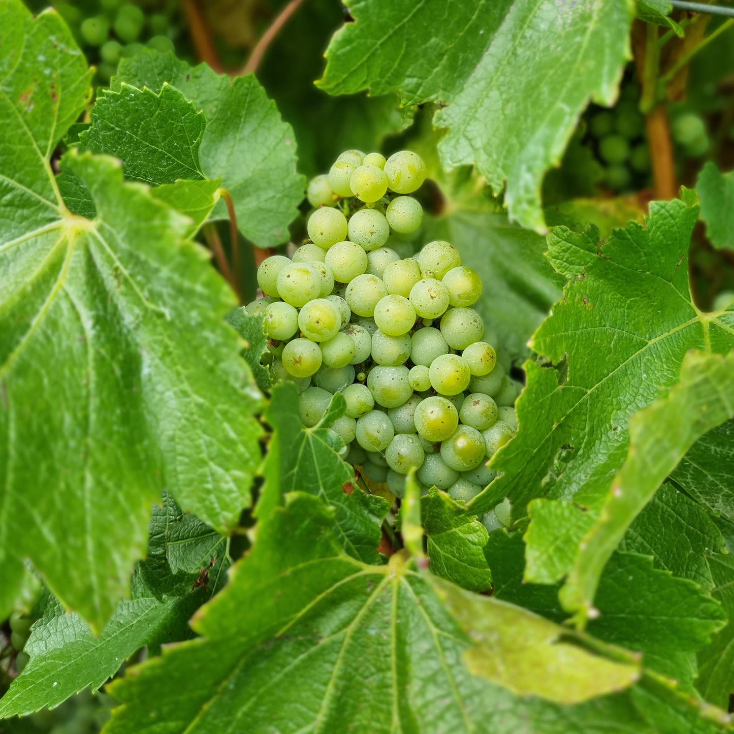 Pinot Gris