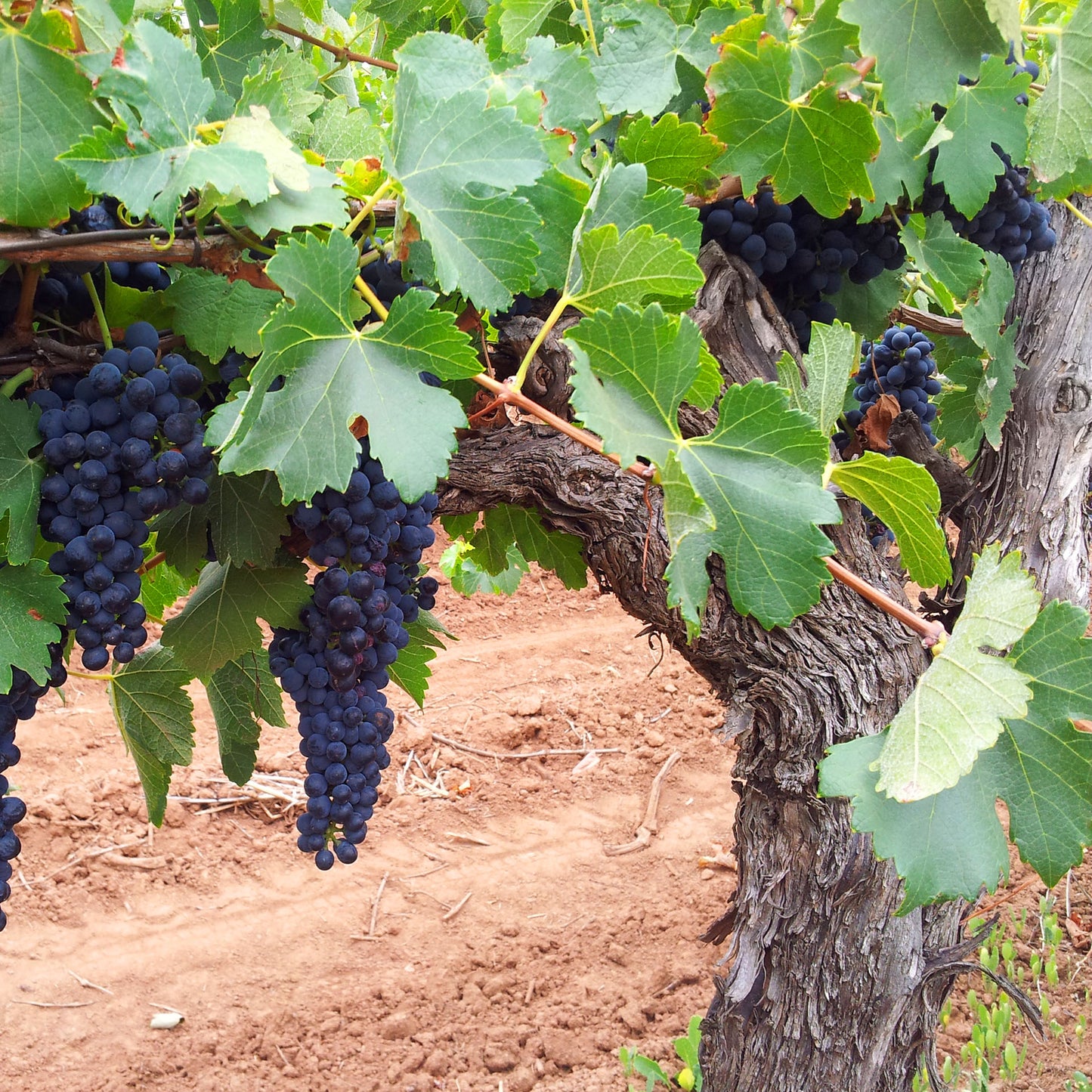 Old Vine Shiraz—2020 Wine of the Year Finalist